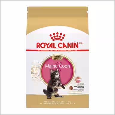 Royal Canin Feline Breed Nutrition Maine Coon